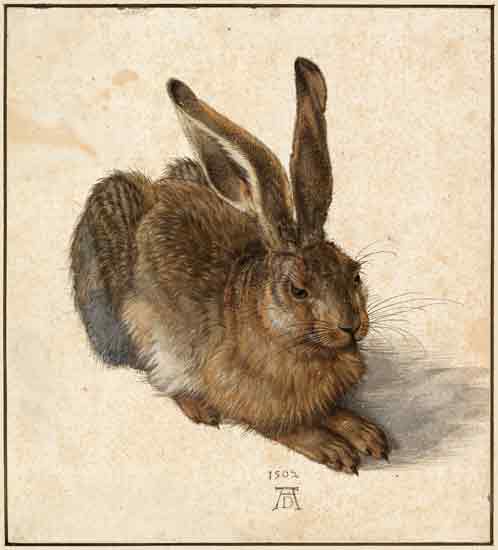 Hare, Albrecht Durer