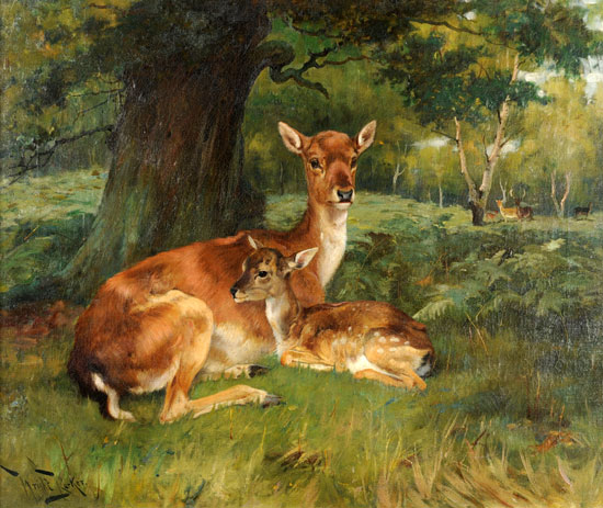 Fallow Deer, Wright Barker