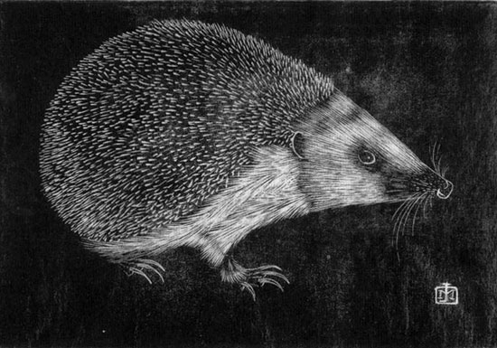 Hedgehog, Jan Mankes