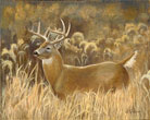 Whitetail Deer painting