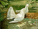 Doves