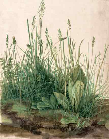 A Large Piece of Turf , Albrecht Durer