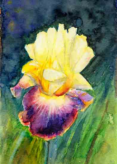 Iris-1, Joyce Gibson

