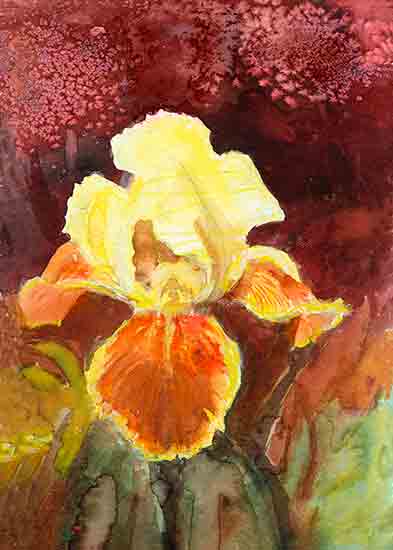 Iris-1, Joyce Gibson

