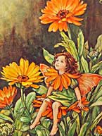 Marigold Fairy 
Cicely Mary Barker