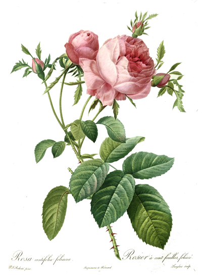 Rosa Centifolia, Redoute