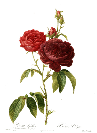 Rosa Gallica, Redoute