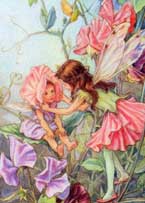 Sweetpea Fairy
Cicely Mary Barker