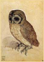 The Little Owl
Albrech Durer