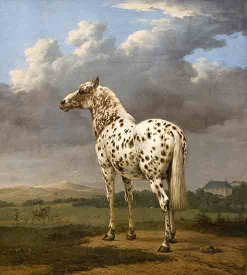 Piebald Horse, 
Paulus Potter 