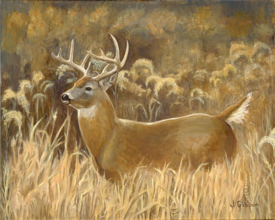 Whitetail Deer


